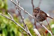 Song Sparrow