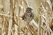 Song Sparrow