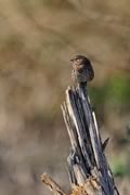Song Sparrow