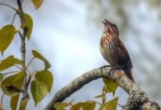 Song Sparrow