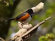 Spotted Towhee