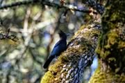 Steller's Jay