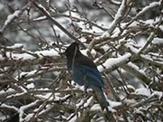 Steller's Jay