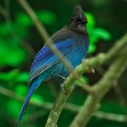 Steller's Jay