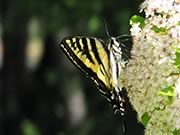 Western tiger swallowtail - Papilio rutulus