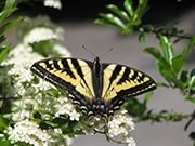 Western tiger swallowtail - Papilio rutulus
