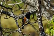 Dark-eyed Junco