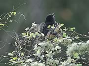 Spotted Towhee