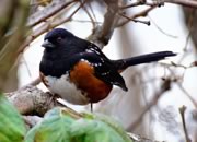 Dark-eyed Junco