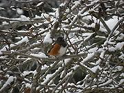 Spotted Towhee