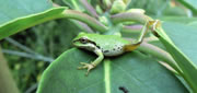 Pacific tree frog aka Pacific chorus frog - Pseudacris regilla