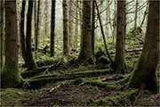 big trees in Metchosin