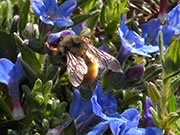 Tricoloured bumblebee - Bombus ternarius