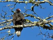 Turkey Vulture