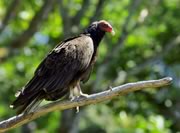 Turkey Vulture