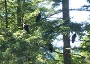 Turkey Vultures gathered for a deer carcass