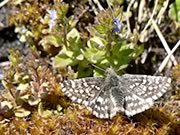 Two-banded checkered skipper - Pyrgus ruralis