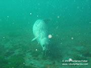 playful seal underwater