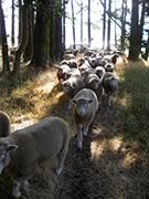 sheep in the woods