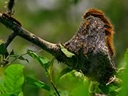 Western tent caterpillar - Malacosoma californicum