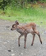 a wet fawn