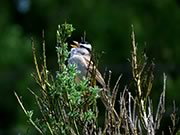 White-crowned Sparrow