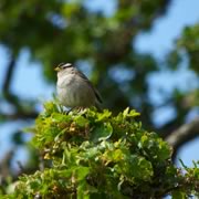 White-crowned Sparrow
