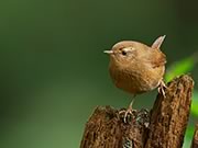 Winter Wren