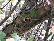 Banded woolly bear caterpillar - Isabella Tiger Moth - Pyrrharctia isabella