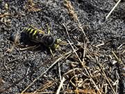 Aerial yellowjacket - Dolichovespula arenaria