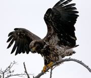 young Bald Eagle
