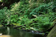 Bilston Creek at Witty's
