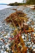 kelp at Devonian Park