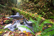Matheson Creek in autumn
