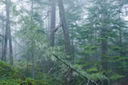 foggy forest at Matheson Lake