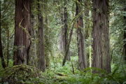 old growth forest at  Matheson Lake