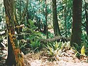 ferns and trees