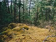 mossy hill in the woods