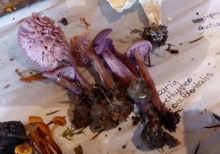mushrooms